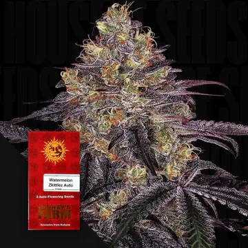 Watermelon Zkittlez Auto Fem/40%Sat60%Ind/70-75Tage