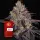 Watermelon Zkittlez Auto Fem/40%Sat60%Ind/70-75Tage