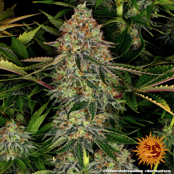 Tangerine Dream Auto Fem/3StcK/60%Sat40%Ind/70-75Tage