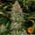 Tangerine Dream Auto Fem/3StcK/60%Sat40%Ind/70-75Tage