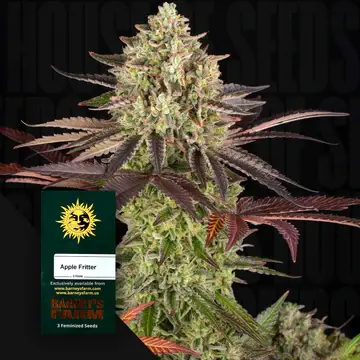 Apple Fritter Fem/3StcK/50%Sat50%Ind/65-70Tage