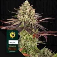 Apple Fritter Fem/3StcK/50%Sat50%Ind/65-70Tage