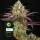 Apple Fritter Fem/3StcK/50%Sat50%Ind/65-70Tage