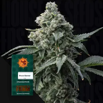 Bruce Banner Fem./3StcK/60%Sat 40%Ind/65-70Tage