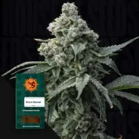 Bruce Banner Fem./3StcK/60%Sat 40%Ind/65-70Tage