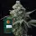 Bruce Banner Fem./3StcK/60%Sat 40%Ind/65-70Tage