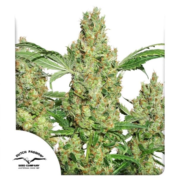 Power Plant Fem./3StcK/100%Sat./9Wochen