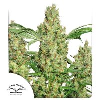 Power Plant Fem./3StcK/100%Sat./9Wochen