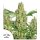 Power Plant Fem./3StcK/100%Sat./9Wochen