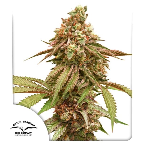 Tropical Tangie Fem./3StcK/Sativa/9Wochen