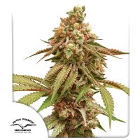 Tropical Tangie Fem./3StcK/Sativa/9Wochen