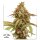 Tropical Tangie Fem./3StcK/Sativa/9Wochen