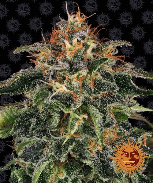Moby Dick Fem./3StcK/75%Sat.25%Ind./63-70Tage