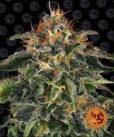 Moby Dick Fem./3StcK/75%Sat.25%Ind./63-70Tage