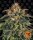 Moby Dick Fem./3StcK/75%Sat.25%Ind./63-70Tage
