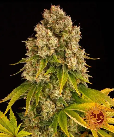 Peyote Critical Fem./3StcK/20%Sat.80%Ind/50-60Tage