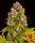 Peyote Critical Fem./3StcK/20%Sat.80%Ind/50-60Tage
