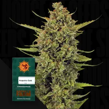 Acapulco Gold fem. 3 StcK/70%Sat.30%Ind./60-70Tage