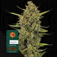 Acapulco Gold fem. 3 StcK/70%Sat.30%Ind./60-70Tage
