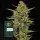 Acapulco Gold fem. 3 StcK/70%Sat.30%Ind./60-70Tage