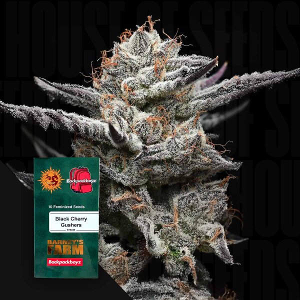 Black Cherry Gushers fem. 3StcK/40%Sat.60%Ind./70-75Tage