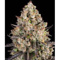 Blue Dream fem. 3StcK/60%Sat.40%Ind./65-70Tage
