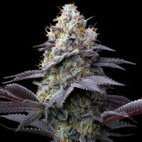 Bubblegum Gelato fem. 3StcK/40%Sat.60%Ind./60-70Tage