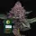 Cherry Poppers fem./60%Sat.40&%Ind/60-65Tage