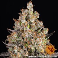 OG Kush fem./3StcK/30%Sat.70%Ind/55-65Tage