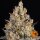 OG Kush fem./3StcK/30%Sat.70%Ind/55-65Tage