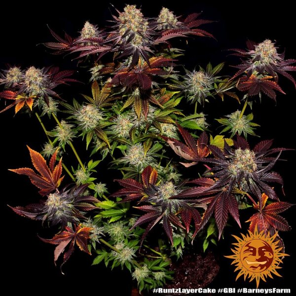 Runtz x Layer Cake fem. 3StcK/50%Sat.50%Ind./65-70Tage