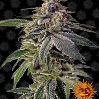 Shiskaberry fem.3StcK/100%Ind./50-55Tage