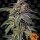 Shiskaberry fem.3StcK/100%Ind./50-55Tage