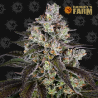 Trainweck fem. 3StcK/80%Sat20%Ind/60-70Tage