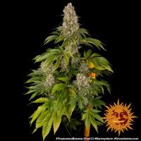 Tropicanna Banana fem.3StcK/60%Sat.40%Ind/65-70Tage