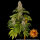 Tropicanna Banana fem.3StcK/60%Sat.40%Ind/65-70Tage