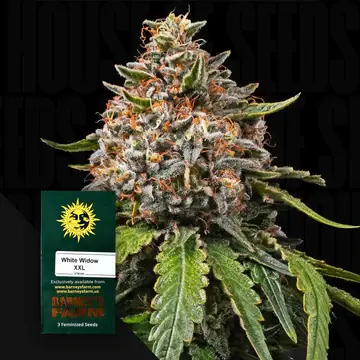 White Widow XXL fem. 3StcK/25%Sat75%Ind/60-65Tage