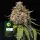 White Widow XXL fem. 3StcK/25%Sat75%Ind/60-65Tage