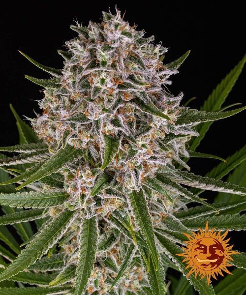 Lemon Haze Auto fem. 3StcK/70%Sat.30%Ind./65-70Tage