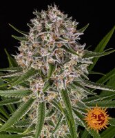 Lemon Haze Auto fem. 3StcK/70%Sat.30%Ind./65-70Tage