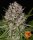 Lemon Haze Auto fem. 3StcK/70%Sat.30%Ind./65-70Tage