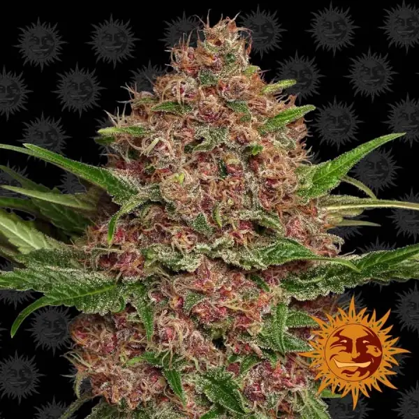 Purple Punch Auto Fem. 3StcK/20%Sat.80%Ind/65-70Tage