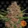 Purple Punch Auto Fem. 3StcK/20%Sat.80%Ind/65-70Tage