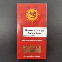 Mimosa X Orange Punch Auto Fem./5StcK/40%Sat60%Ind/65-70Tage