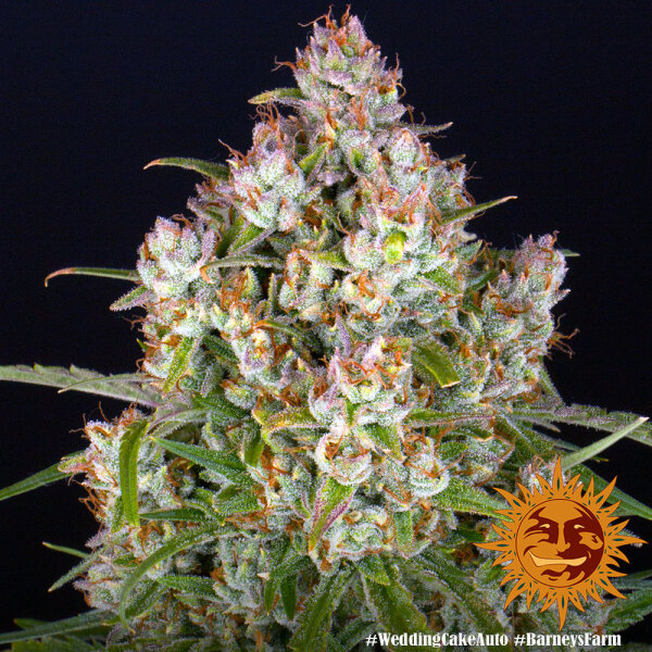 Wedding Cake Auto fem. 3 StcK/20%Sat.80%Ind/55-60Tage
