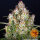Wedding Cake Auto fem. 5 StcK/20%Sat.80%Ind/55-60Tage