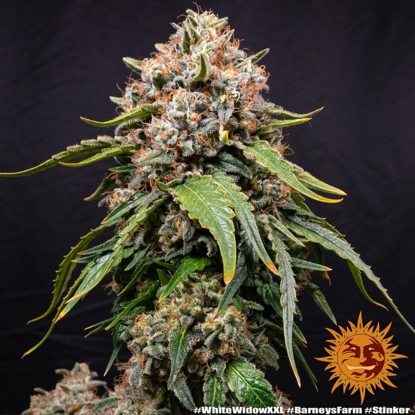 White Widow XXL fem. 10 StcK/25%Sat75%Ind/60-65Tage