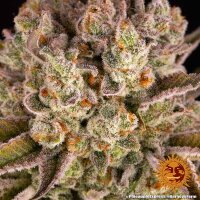 PINEAPPLE EXPRESS 10 StcK Fem./30%Sat70%Ind/55-60Tage