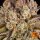 PINEAPPLE EXPRESS 10 StcK Fem./30%Sat70%Ind/55-60Tage