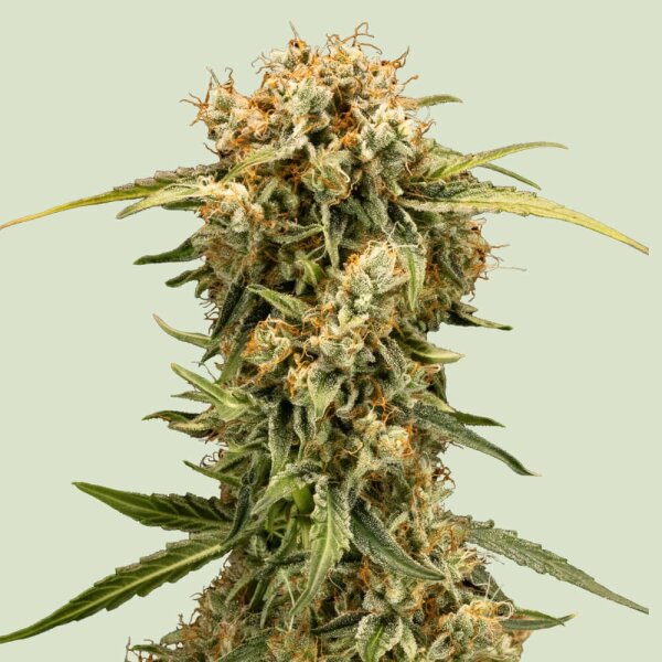 Medusa F1 Fem./Auto/3StcK/70-75Tage